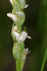 Spiranthes diluvialis
