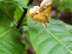 Erastria decrepitaria