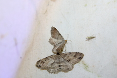 Melanolophia