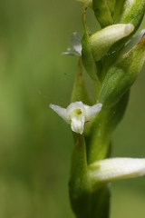Spiranthes diluvialis