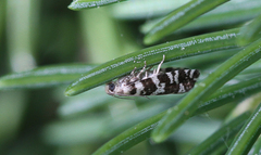 Epinotia tedella