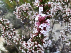 Erica walkeria