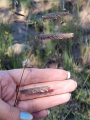 Bouteloua barbata