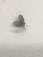 Clogmia albipunctata