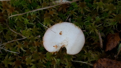 Russula betularum