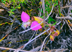 Polygala bracteolata