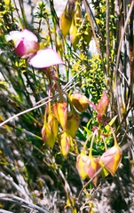 Polygala bracteolata