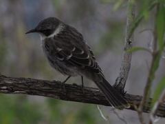 Mimus parvulus