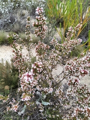 Erica walkeria
