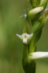 Spiranthes diluvialis