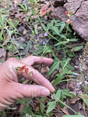 Macroptilium gibbosifolium