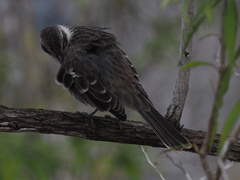 Mimus parvulus