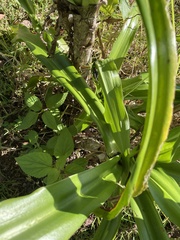 Crinum americanum