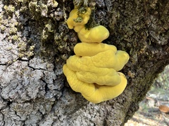 Laetiporus sulphureus