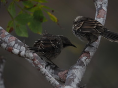 Mimus parvulus