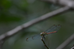 Lathrecista asiatica