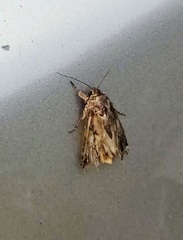 Spodoptera latifascia