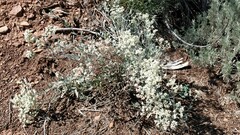 Eriogonum leptocladon ramosissimum