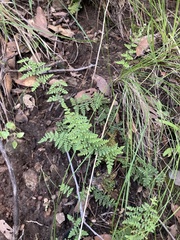 Myriopteris fendleri