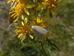 Udea austriacalis