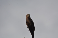 Milvus migrans
