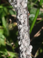 Eriococcus lagerstroemiae