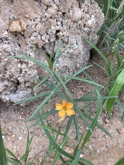 Talinum aurantiacum