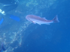 Anisotremus scapularis