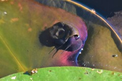 Lymnaea stagnalis