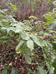 Rubus idaeus