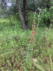 Penstemon barbatus