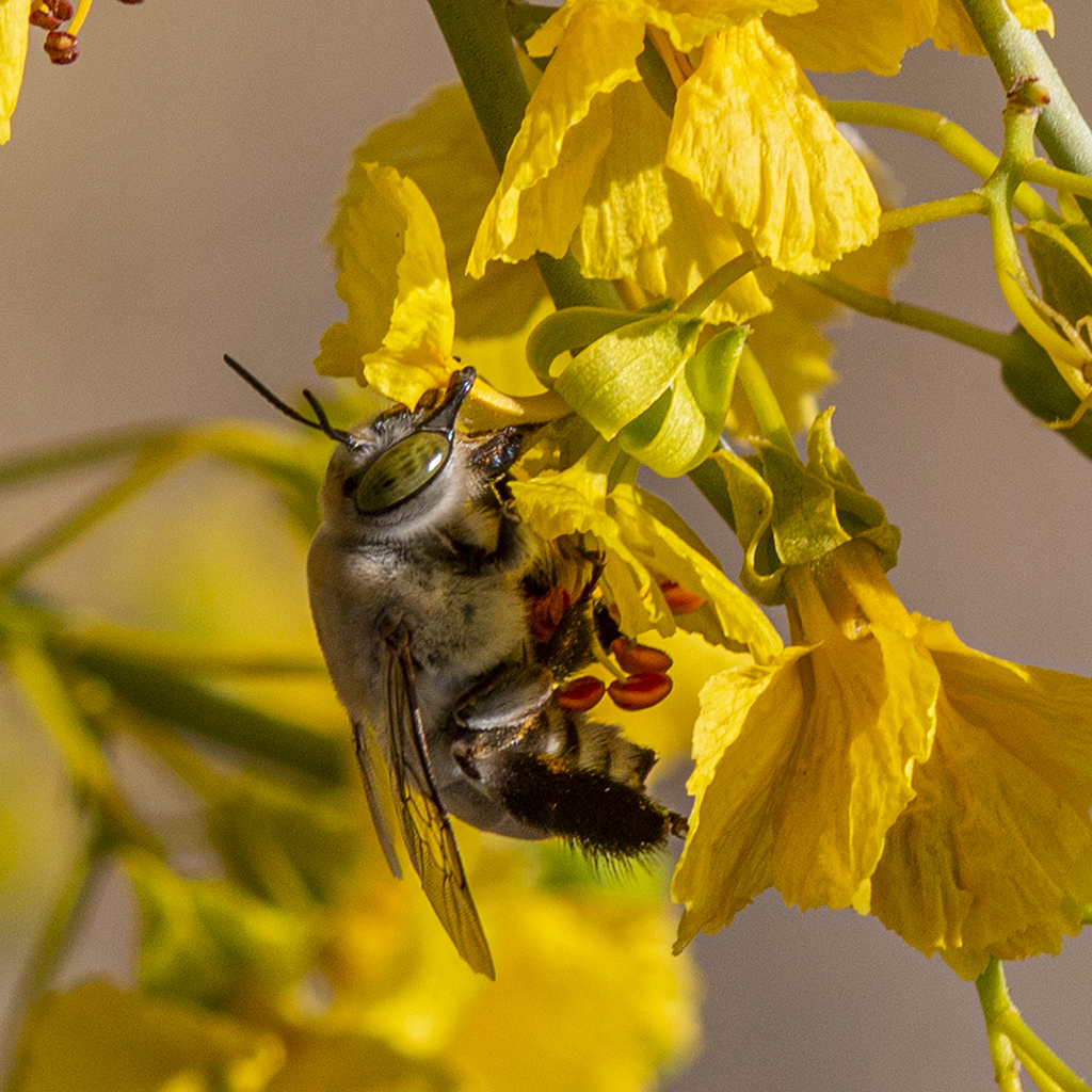 Pallid Desert-Digger from Pinal County, AZ, USA on April 29, 2022 at 07 ...