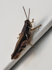 Catantops momboensis