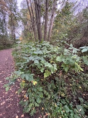 Rubus idaeus