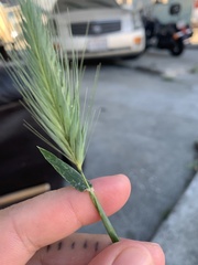 Hordeum murinum
