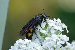 Pygodasis quadrimaculata