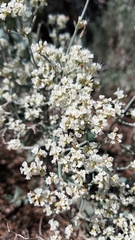 Eriogonum leptocladon ramosissimum