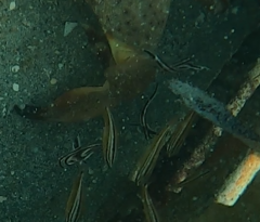 Pareques acuminatus