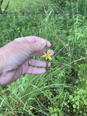 Echeandia flavescens