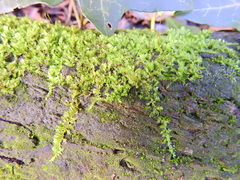 Rhynchostegium confertum