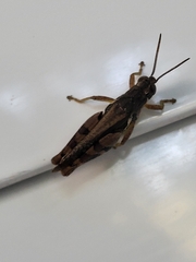 Catantops momboensis