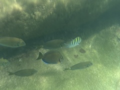 Acanthurus