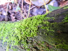Rhynchostegium confertum