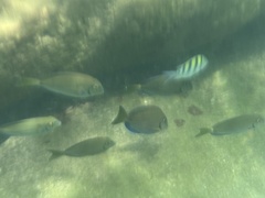 Acanthurus