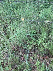 Echeandia flavescens