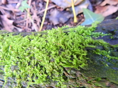 Rhynchostegium confertum