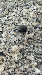Nerita scabricosta