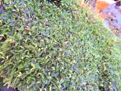 Rhynchostegium confertum