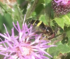 Chrysotoxum bicinctum
