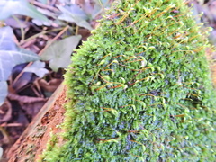 Rhynchostegium confertum